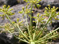 Image 2 of BARE ROOT Fernleaf Biscuitroot : Lomatium dissectum