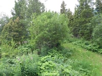 Image 3 of BARE ROOT Scouler's Willow : Salix scouleriana 