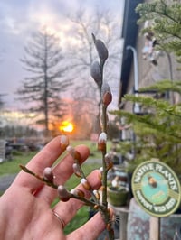 Image 1 of BARE ROOT Scouler's Willow : Salix scouleriana 