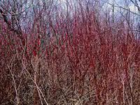Image 1 of BARE ROOT Red Twig Dogwood : Cornus sericea