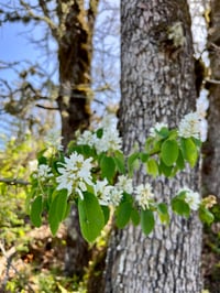 Image 3 of BARE ROOT Serviceberry : Amelanchier alnifolia