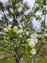 Image 2 of BARE ROOT Serviceberry : Amelanchier alnifolia
