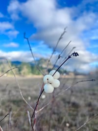 Image 1 of BARE ROOT Snowberry : Symphoricarpos albus