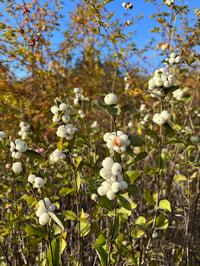 Image 2 of BARE ROOT Snowberry : Symphoricarpos albus