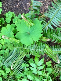 Image 3 of BARE ROOT Starry False Solomon's Seal : Maianthemum stellatum