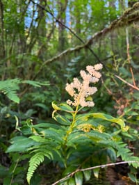 Image 1 of Large False Solomon's Seal : Maianthemum racemosum