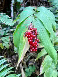 Image 3 of Large False Solomon's Seal : Maianthemum racemosum