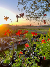 Image 1 of BARE ROOT Western Columbine : Aquilegia formosa