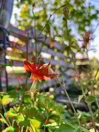 Image 3 of BARE ROOT Western Columbine : Aquilegia formosa