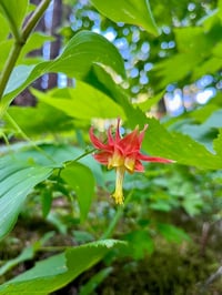 Image 4 of BARE ROOT Western Columbine : Aquilegia formosa