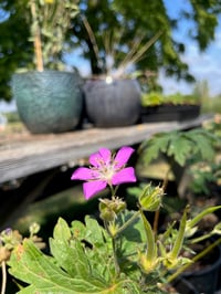 Image 3 of BARE ROOT Western Geranium : Geranium oreganum