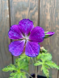 Image 1 of BARE ROOT Western Geranium : Geranium oreganum