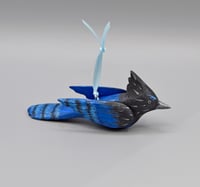 Image 2 of 🔴Baby Blue Jay