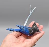 Image 3 of 🔴Baby Blue Jay