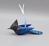 Image 1 of 🔴Baby Blue Jay