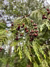 Image 1 of BARE ROOT Western Red Cedar : Thuja plicata