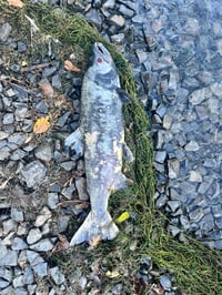 Image 3 of BARE ROOT Western Red Cedar : Thuja plicata