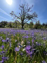 Image 2 of BARE ROOT White Oak : Quercus garryana