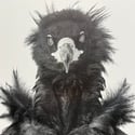 Portrait of a Vulture in the Snow