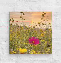 Image 2 of Cosmo, Cowpen Daisies, and a Rainbow - 12” X 12” Canvas Print