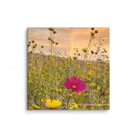 Image 1 of Cosmo, Cowpen Daisies, and a Rainbow - 12” X 12” Canvas Print