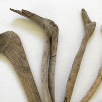 Image 2 of Driftwood 