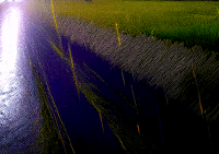 Image 9 of ELECTRIC RAIN