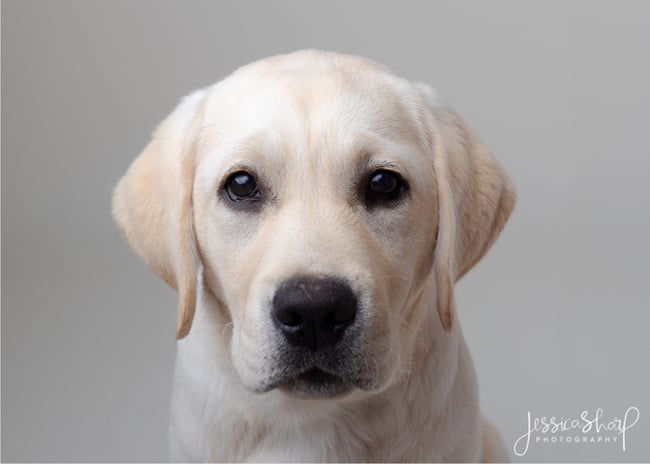 Studio Dog Portraits - Sunday 25th January 2026 (WHITE BACKGROUND)