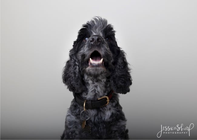 Studio Dog Portraits - Sunday 25th January 2026 (WHITE BACKGROUND)