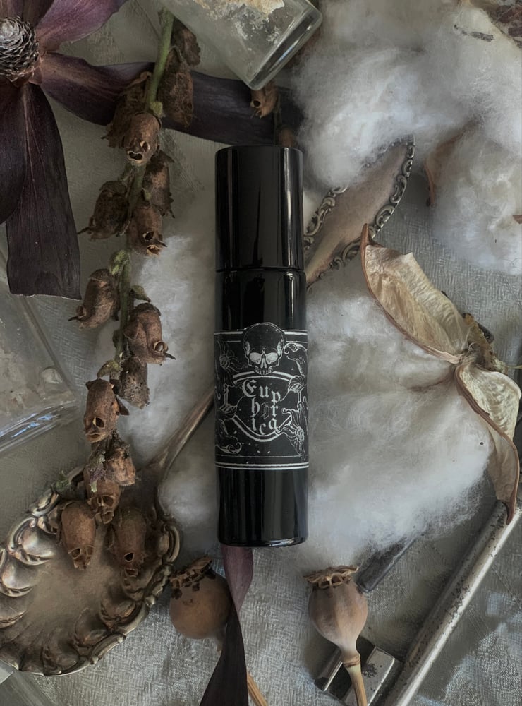 Image of P h a r m a k e i a   :  Winter Collection 25/26