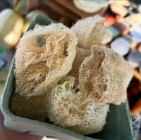 Loofah Sponge