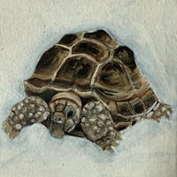 Image 3 of Tortoise Tile