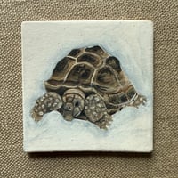 Image 2 of Tortoise Tile