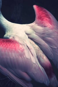 Image 3 of Nos vies sauvages - Ayline Olukman