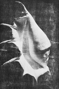 Image 10 of Nos vies sauvages - Ayline Olukman