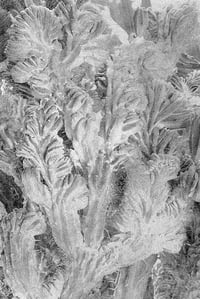 Image 9 of Nos vies sauvages - Ayline Olukman