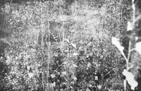 Image 11 of Nos vies sauvages - Ayline Olukman