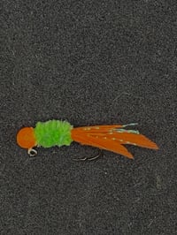 Image 2 of Orange Parrot