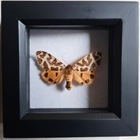 Framed - Tiger Moth