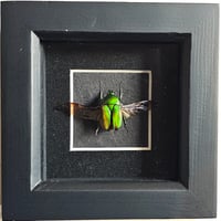 Framed - Green Flower Beetle