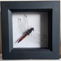 Framed - Vietnam Dragonfly