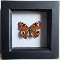 Framed - Peacock Butterfly