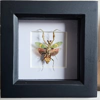 Framed - Jewelled Flower Mantis I