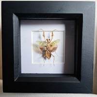 Framed - Jewelled Flower Mantis