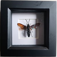 Framed - Scoliid Wasp