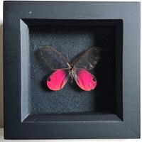 Framed - Blushing Phantom Butterfly I