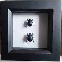 Framed - Dor Beetle Pair
