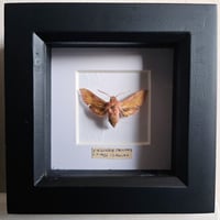 Vintage Framed - Small Elephant Hawkmoth