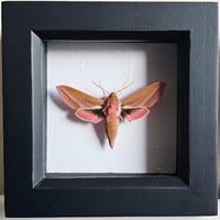 Framed - Elephant Hawkmoth