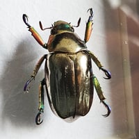 Image 2 of Framed - Silver Chrysina Scarab Beetle (RARE)